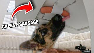 German Shepherd Sausage Hunt - Sniffer Challenge