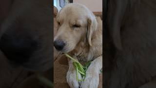 #shorts #viralvideo #dog