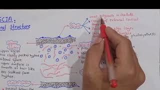 life Cycle physcia lichens | Physcia | Class Bsc Botany