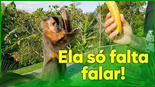 Ensinei a Macaca a se comunicar assim!