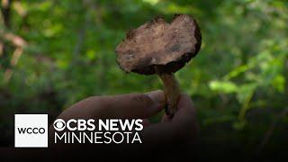 Minnesota poison control centers see spike in mushroom exposure calls