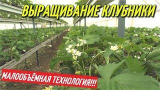 ТЕПЛИЦА ДЛЯ КЛУБНИКИ ПО МАЛООБЪЁМНОЙ ТЕХНОЛОГИИ/Покупка рассады клубники ФРИГО.