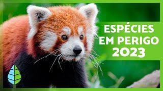 ANIMAIS AMEAÇADOS DE EXTINÇÃO 2023 ️ (Top 10)