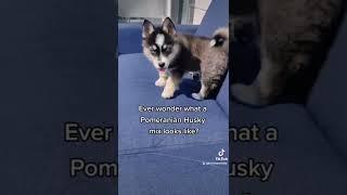 POMERANIAN HUSKY MIXED LOOKS LIKE #petlover #short #doglover #viral #youtubeshort