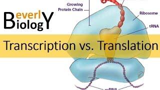 Transcription vs. Translation