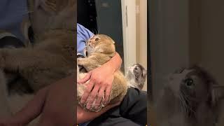 One of the cats said, "I will contact my lawyer immediately!"#cat #catsoftiktok #catlover #funny