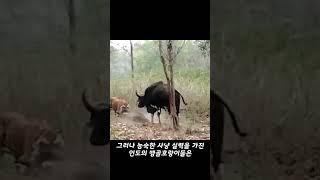 안 보면 후회하는 호랑이 VS 들소 맞다이 영상