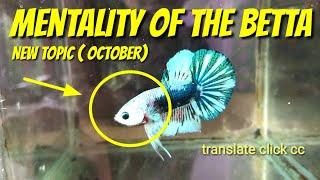 NEW TOPIC : HOW TO IMPROVE MENTALITY OR CHARACTER OF BETTA