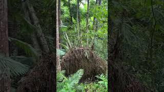  #ecosystem #trees #bamboos #bamboo #roots #tree #biology #nature #green #root #fiber #wilderness