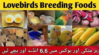 birds breeding foods | mixsead for lovebirds | lovebirds winter softfoods | fisher,lutino,albino