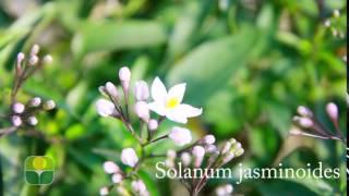 Solanum jasminoides