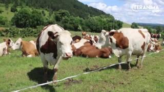 Portrait d'une vache - Teranima TV