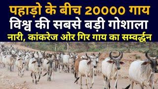 Pathmeda | 20000 गायो का वृंदावन | बंजर जमीन आज  हरीभरी हो गई | गौधाम पथमेड़ा नंदगांव