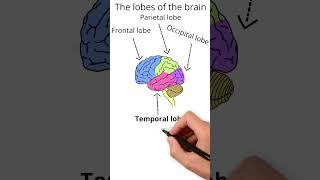 The lobes of the brain - Neuroscience