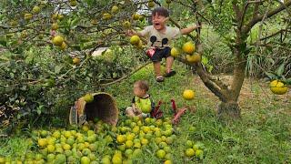 A single mother taking her two children to pick fruit encountered a situation  - lý thi My