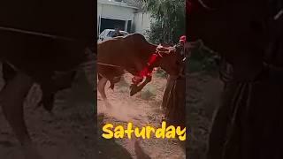 qurbani mash allah