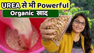 MOST POWERFUL ORGANIC FERTILIZER GROUNDNUT CAKE  मूंगफली खाद MUNGFALI KHAD #gardening #fertilizer