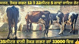 12 ਤੋ 22ਲੀਟਰ 5 ਗਾਵਾਂ ਜਾਇਜ ਰੇਟ। cows for sale/vadiya farm/8-3-25