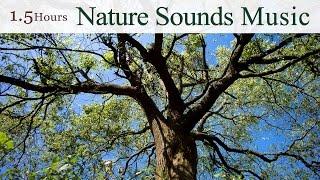  1.5 Hours  The Best Nature Sounds Music of Taiwan (By Wu Judy Chin-tai) | Relax Music