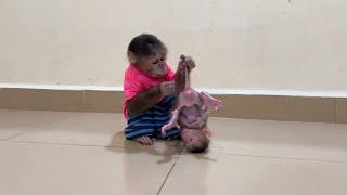 God Blessing..! Pavpav Draq Baby Monkey Upside Down To Floor For Grooming