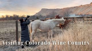 Vacation To Colorado Wine Country | Touring Vineyards and Meeting Horses