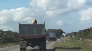 PIG ESCAPE-ORIGINAL VIDEO Maiale salta da un camion-Cuba.MTS