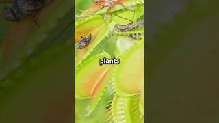 Mind-Blowing Plant Facts You Didn't Know! by that’s unknown #facts #weirdplants #discoverplants