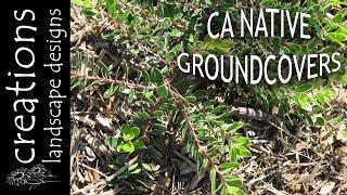 Top 3 California Native Plants For Groundcover