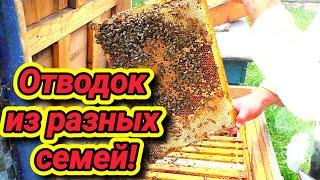 ОТВОДОК ПЧЁЛ! Как собрать отводок из разных семей? Как сделать простой отводок?