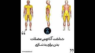 شناخت آناتومی عضلات بدن برای بدنسازی