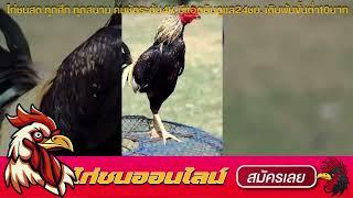 ไก่ชน ล่าสุด สนาม ทายาทมังกร ไก่ชน ถ่ายทอดสด วันนี้ เว็บแทงไก่ชน ออนไลน์ วิธีดู แข้ง ไก่ชน