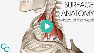 Surface Anatomy - The Scalenes