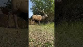 Who else is grinding out reps in this heat️ #archery #heat #bow #diy #arrow #elk #fun #shorts #3d