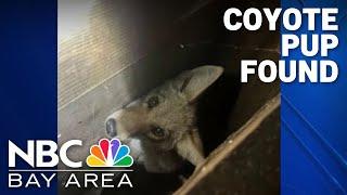 Young coyote found hiding in wall of San Francisco home