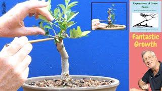 Achieve Better Olive Bonsai with Summer Pruning Techniques