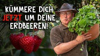 Erdbeeren schneiden, vermehren und pflegen  - so steigerst du deine Ernte!