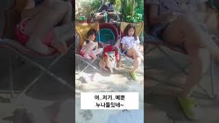 웰시코기 쏭럭키씨는 쏭쏭이 누나들의 영원한 사랑#shorts