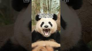 함께 들어 보시죠! 20250512 #루이바오 #ruibao #판다월드 #에버랜드 #animals #panda