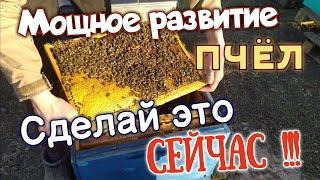 ЭТО НУЖНО сделать СЕЙЧАС чтоб было БЫСТРОЕ РАЗВИТИЕ СЕМЕЙ/ белковая подкормка