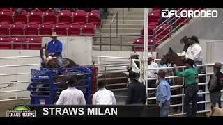 Straws Milan 3.5-Sec Steer Wrestling Grass Roots Final Win