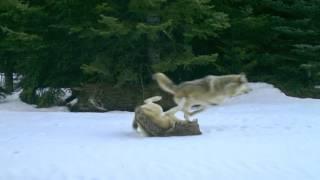 Walla Walla Wolf Pack running and playing