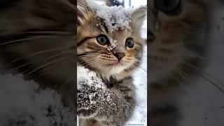 Cute cat outside the window in winter ..️ #animals #shorts