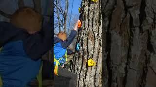 nature is our playground...walnut tree rock climbing wall #homesteading #rockclimbing #climbing