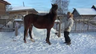 О воспитании юных жеребцов.