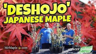 Acer palmatum 'Deshojo' The Perfect Japanese Maple for Bonsai?