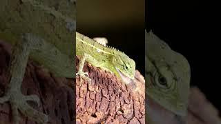 Lizard Eating #shorts #short #lizard  #viral #yt #youtuber #wildrift  #youtubeshorts #new #india