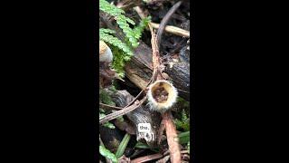 Bird’s Nest Fungi