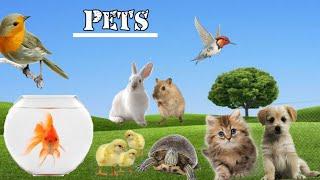 Cute pets paradise for kids names and sounds