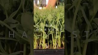 How to grow pea tendrils like a pro