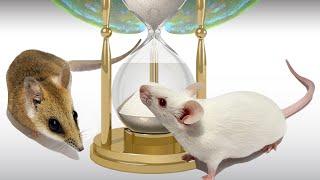 Timing of gene activity is crucial in evolution of the human brain